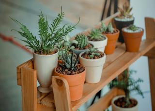 植物也会胎生繁殖吗