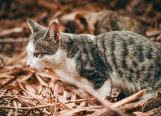十二生肖中为何没有猫