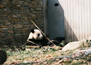 成年大熊猫一天要吃多少竹子