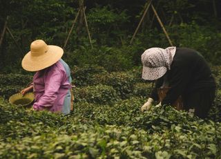 云南大叶茶能有多大？