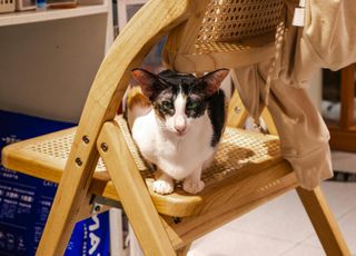 猫咪跳跃能高身体5倍？