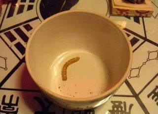 “蛊”到底是个什么东西？：捕蛇者
