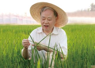 足以与袁隆平比肩的先驱朱英国：“水稻候鸟”